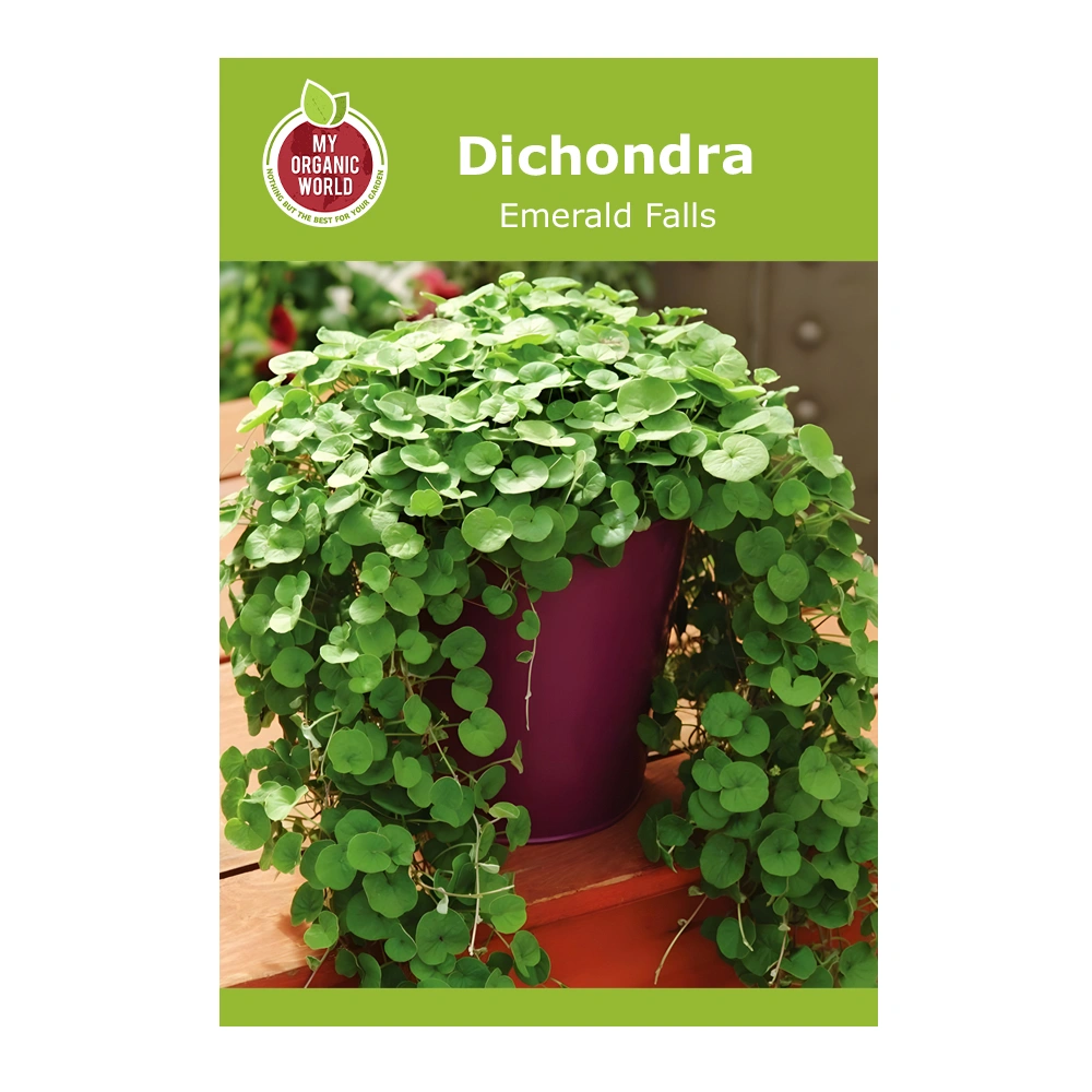 Dichondra Emerald Falls 1 Dichondra Emerald Falls