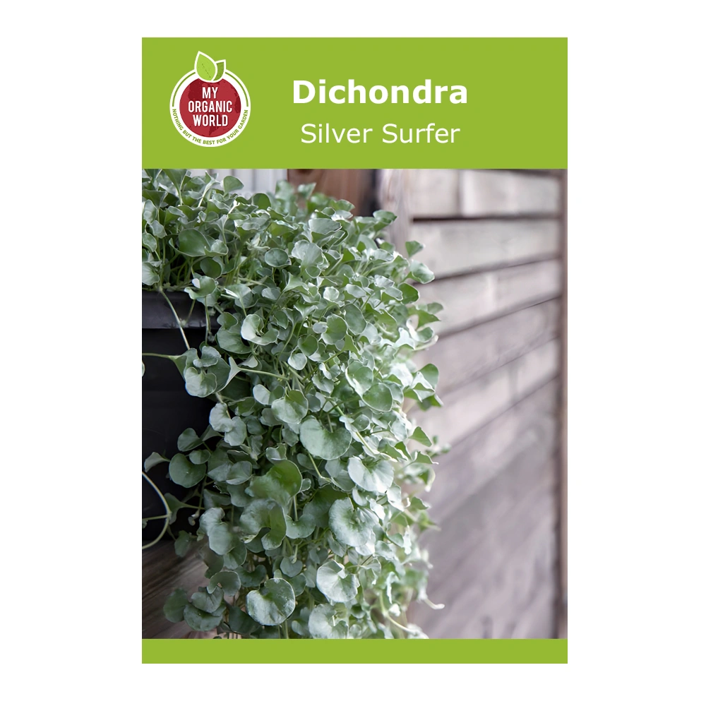 Dichondra Silver Surfer 1 Dichondra Silver Surfer seeds