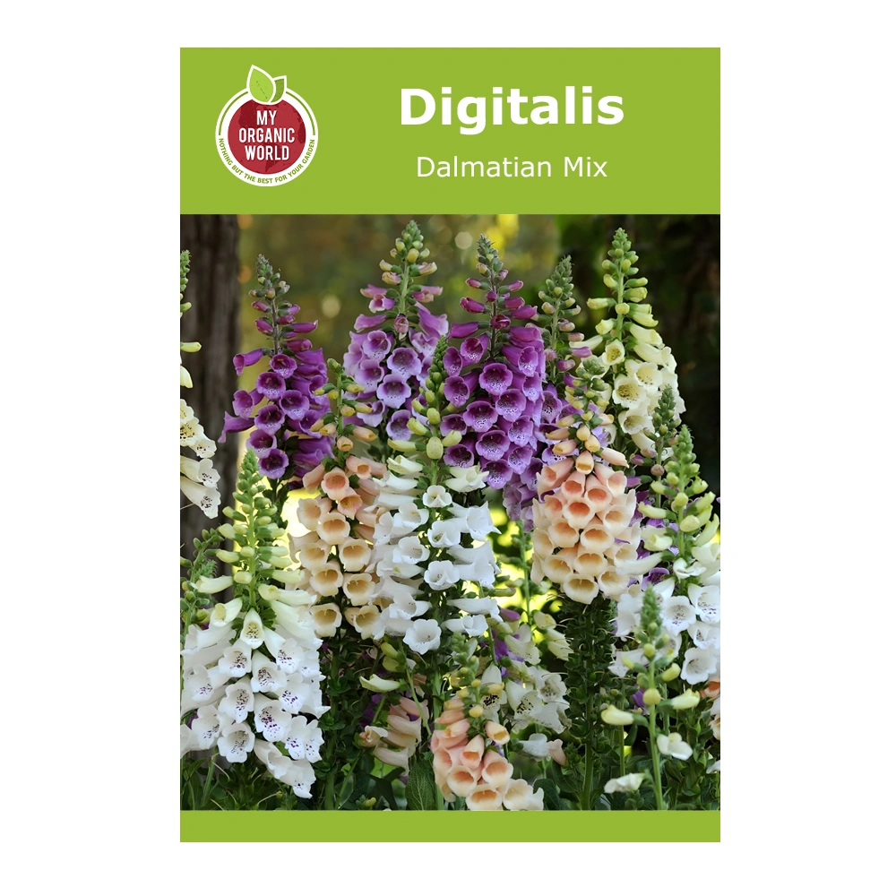 Digitalis Dalmatian Mix 1 Digitalis Dalmatian Mix