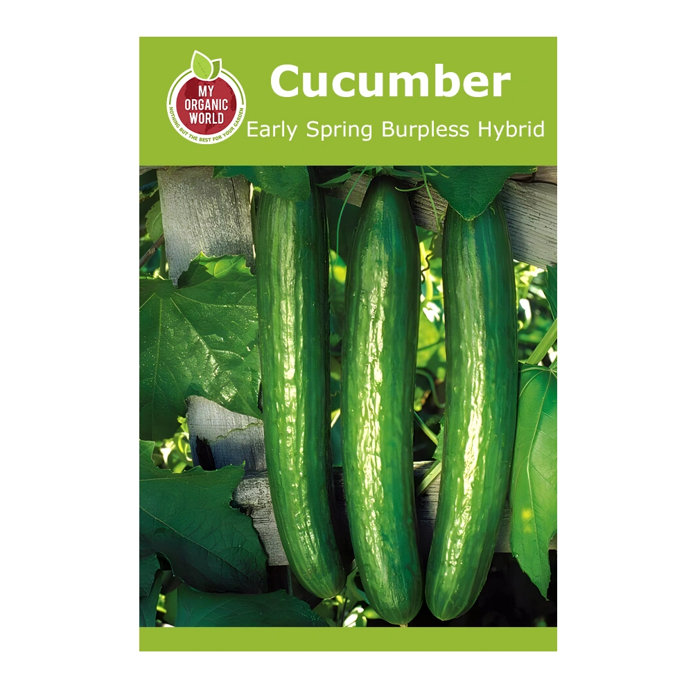 خيار Early Spring Burpless Hybrid 1 بذور خيار Early Spring Burpless Hybrid