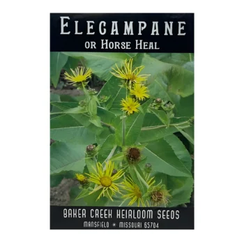 Elecampane (Horse Heal)