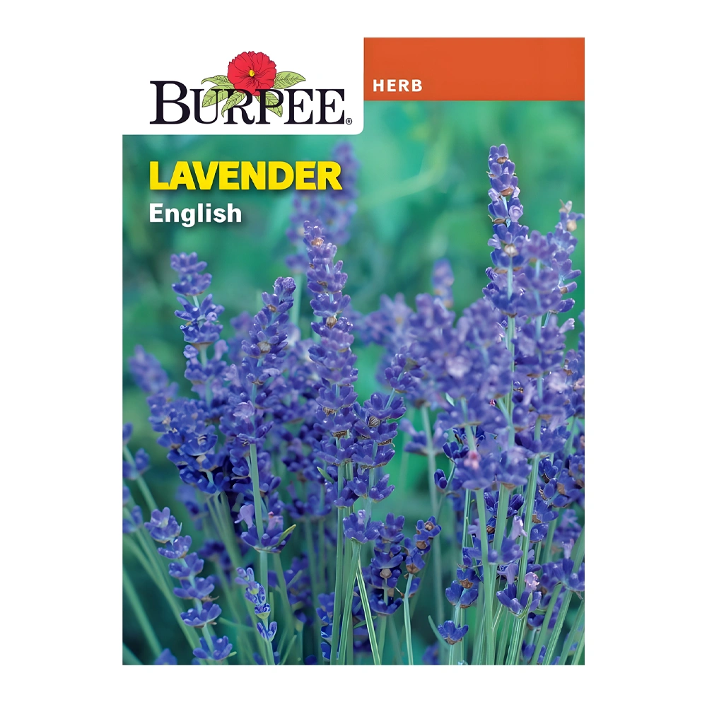 English Lavender 1 English Lavender seeds