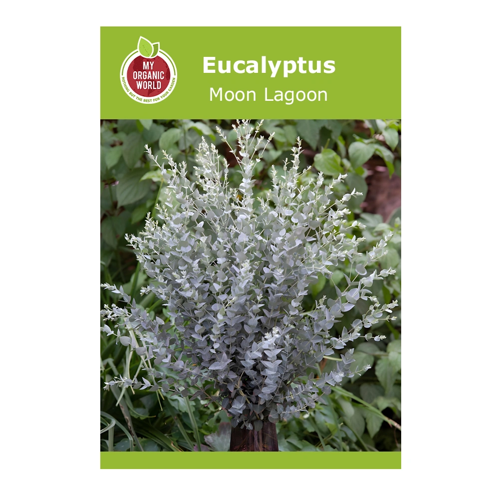 Eucalyptus Moon Lagoon seeds