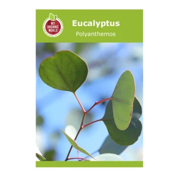 Eucalyptus Polyanthemos seeds