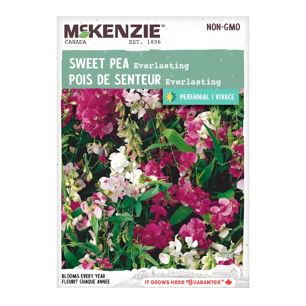 Everlasting Sweet Pea 1 بذور Everlasting Sweet Pea