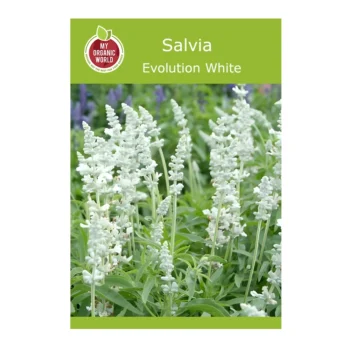 Evolution White Salvia seeds