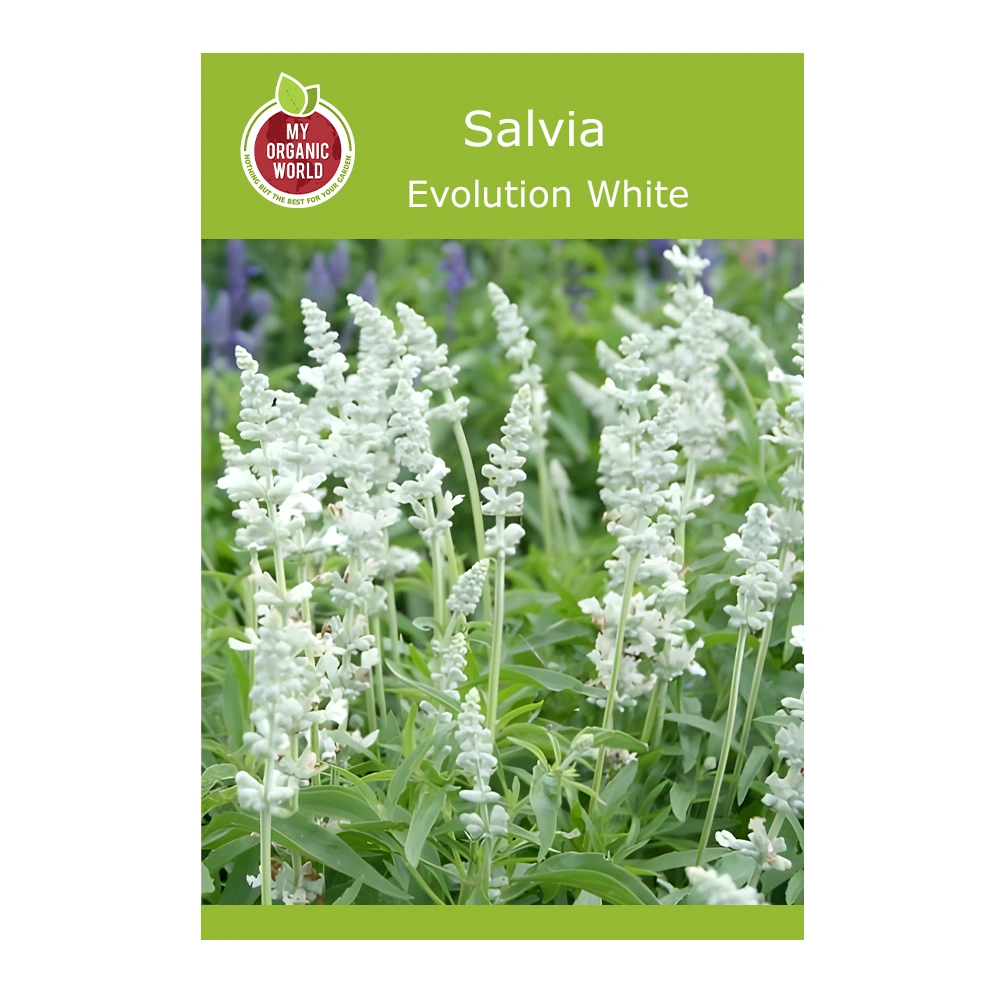 Salvia Evolution White 1 Evolution White Salvia seeds