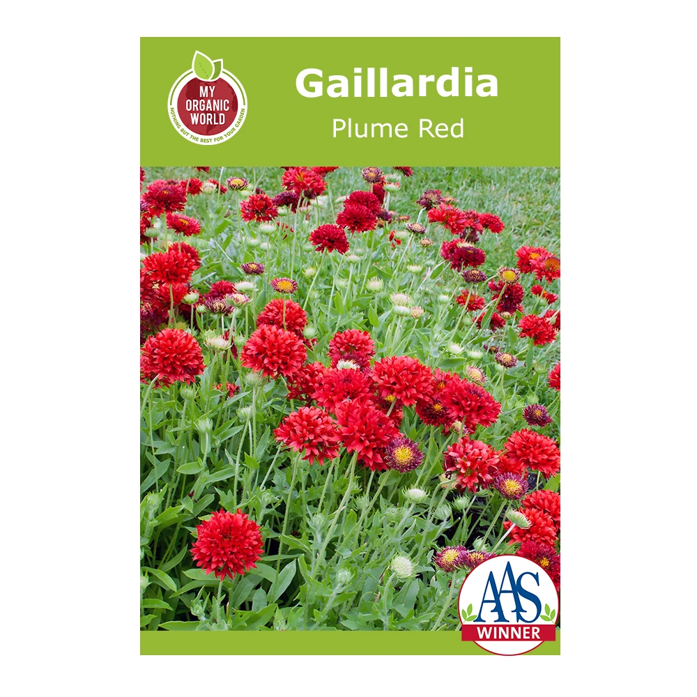 Gaillardia Plume Red