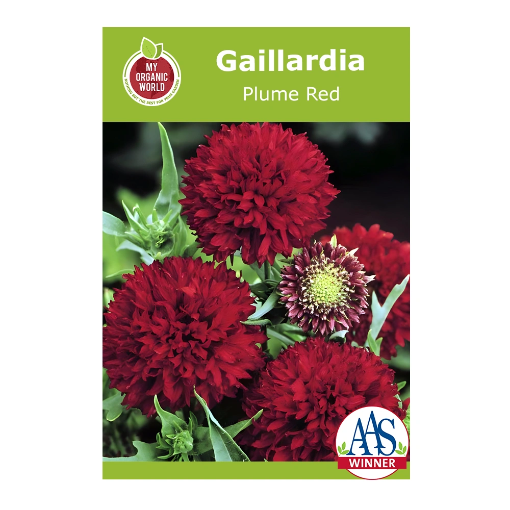 Gaillardia Plume Red 1 Gaillardia Plume Red