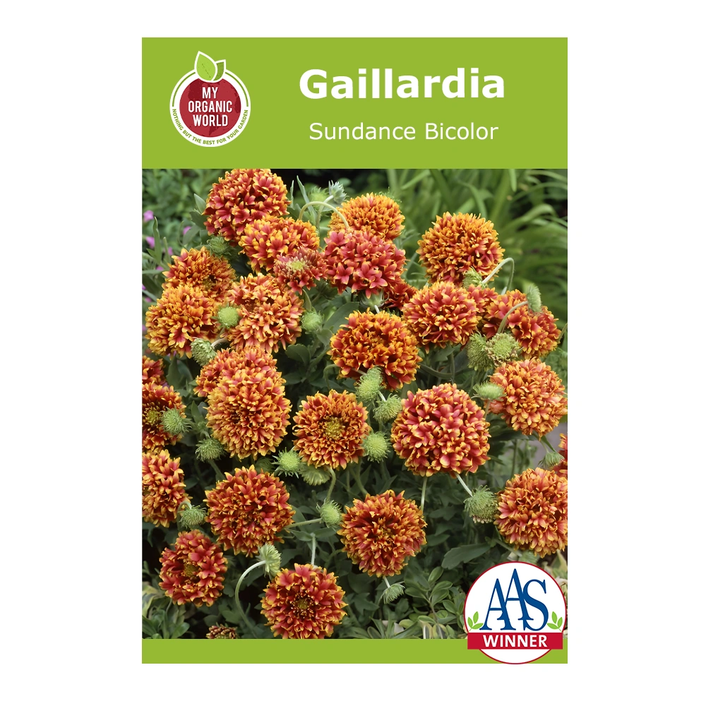 Gaillardia Sundance Bicolor