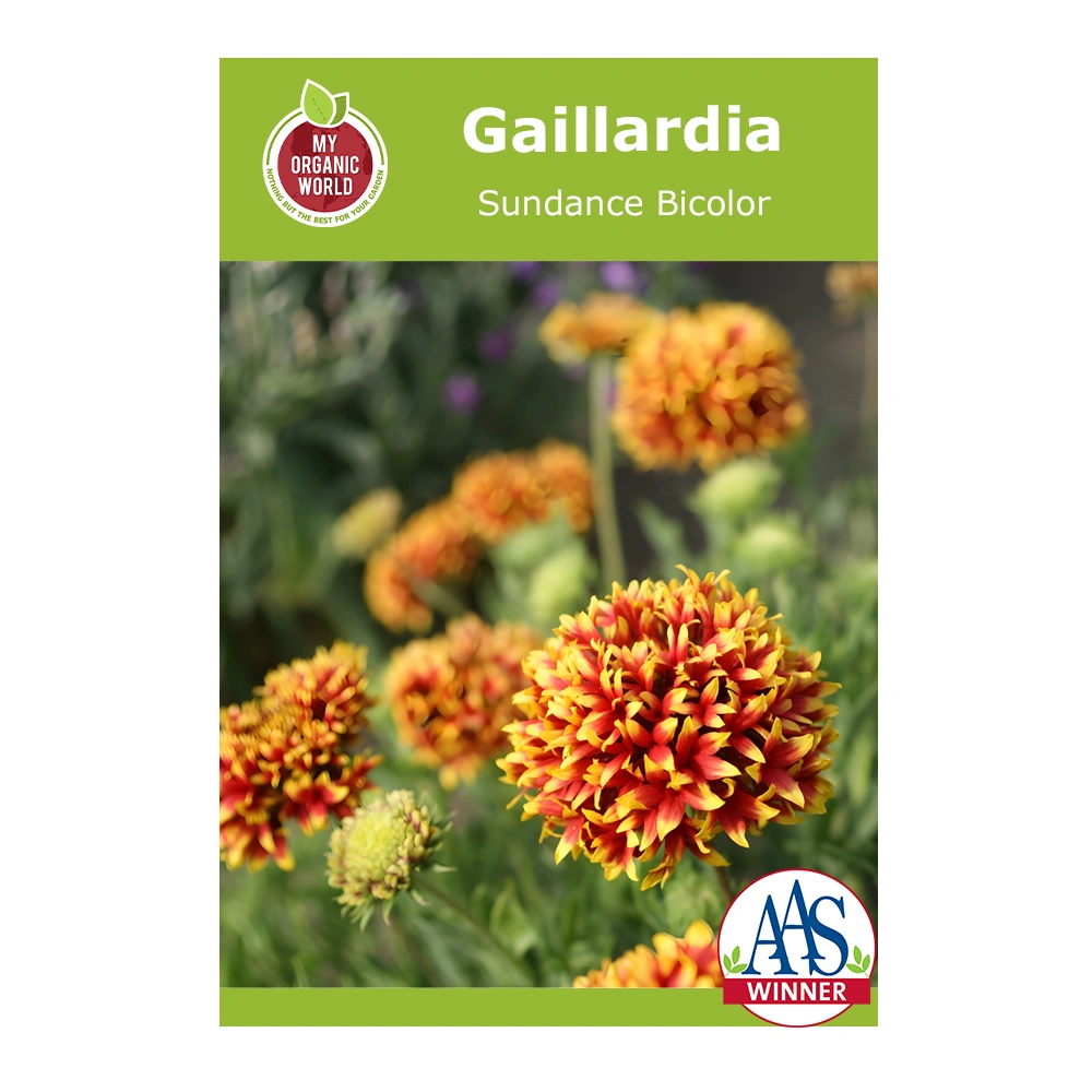 Gaillardia Sundance Bicolor 1 Gaillardia Sundance Bicolor