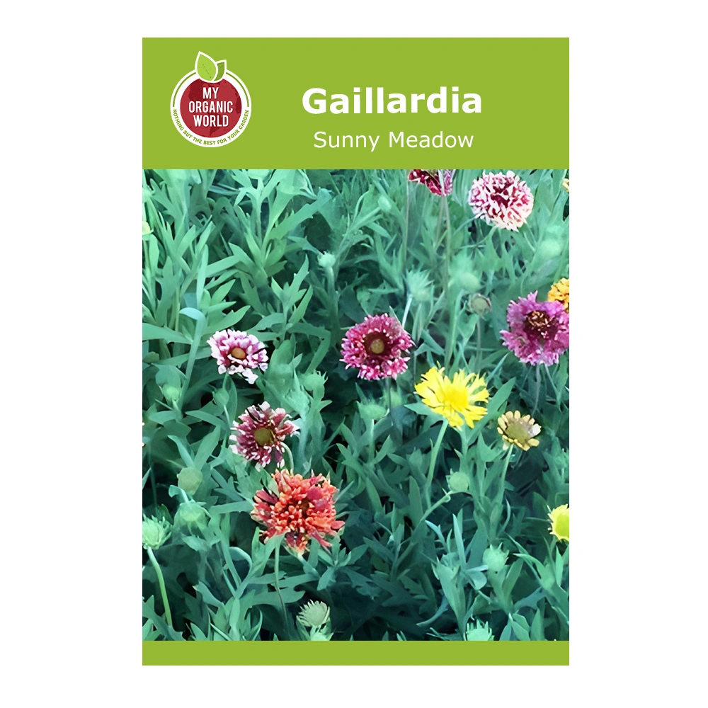 Gaillardia Sunny Meadow 1 Gaillardia Sunny Meadow