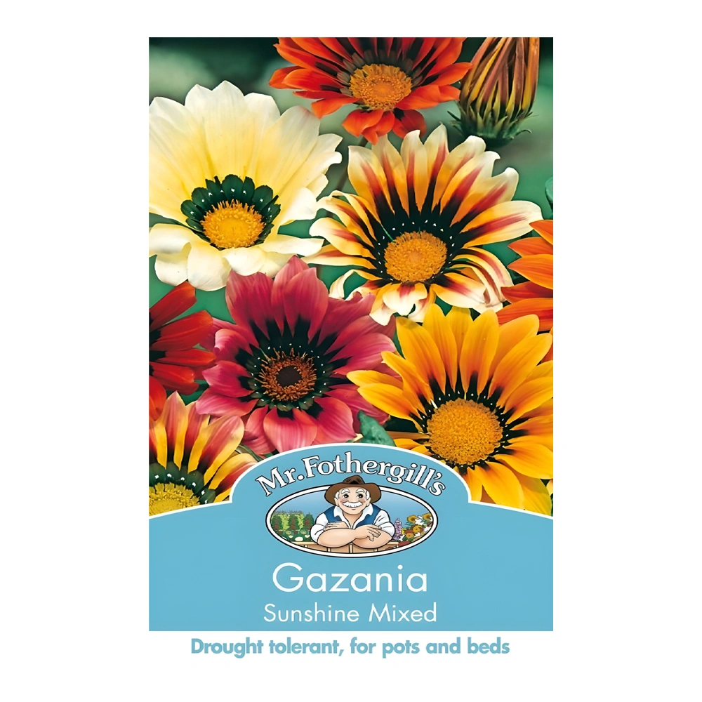 Gazania Sunshine Mixed 1 Gazania Sunshine Mixed