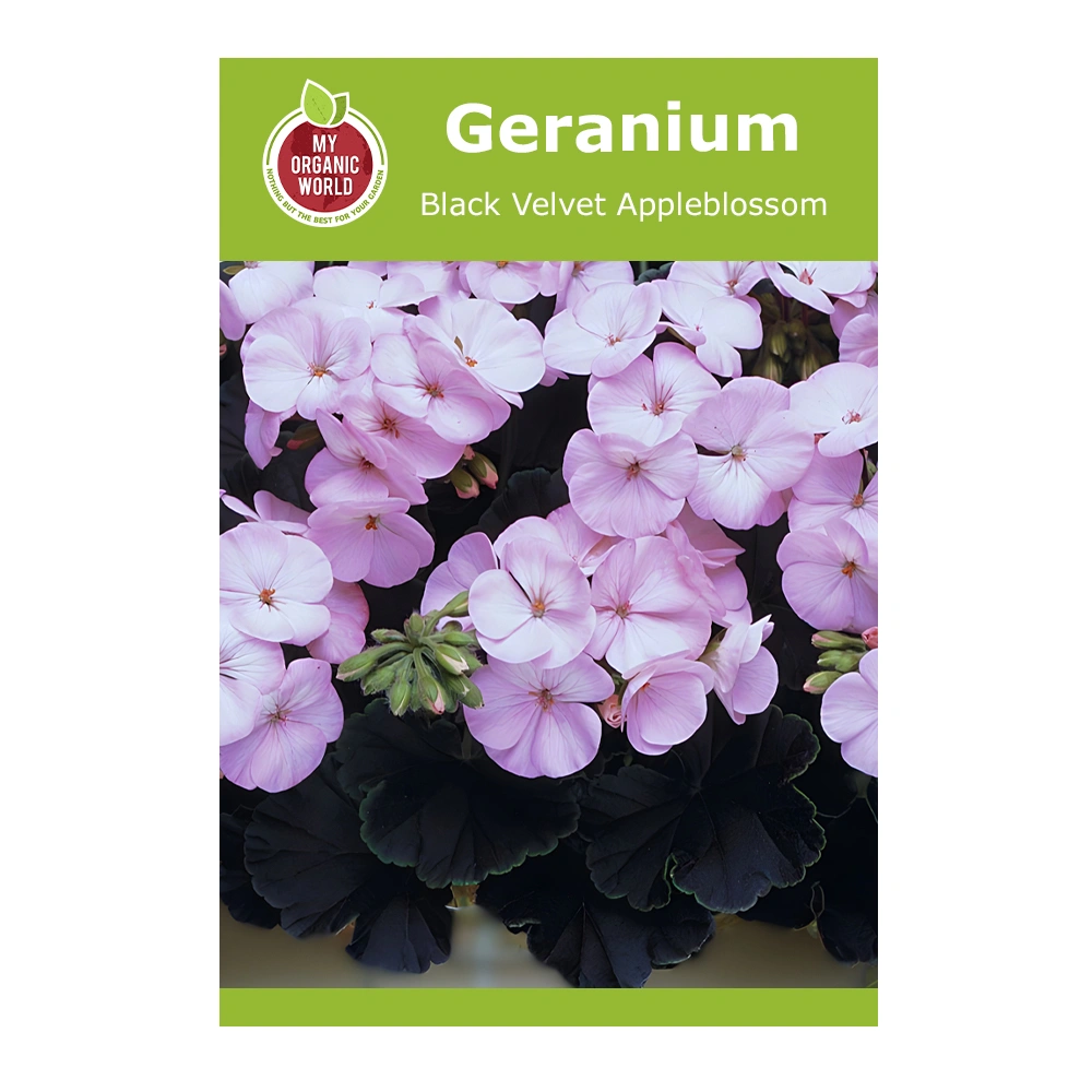 Geranium Black Velvet Appleblossom 1 Geranium Black Velvet Appleblossom