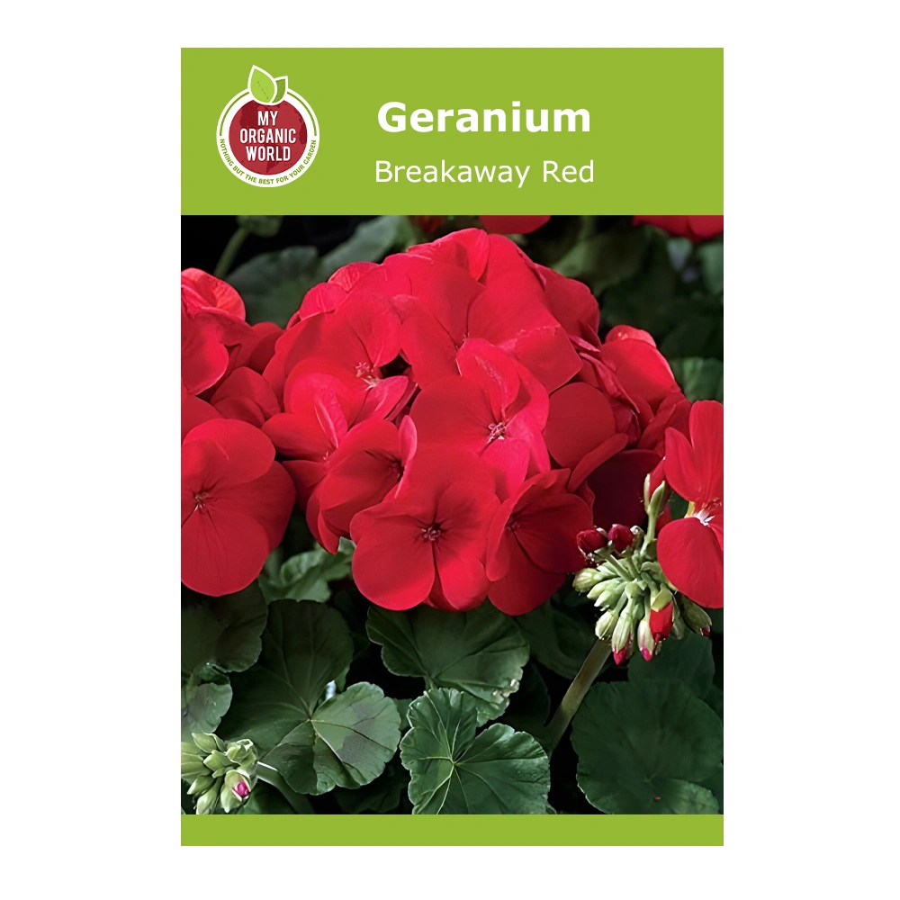 Geranium Breakaway Red 1 Geranium Breakaway Red seeds