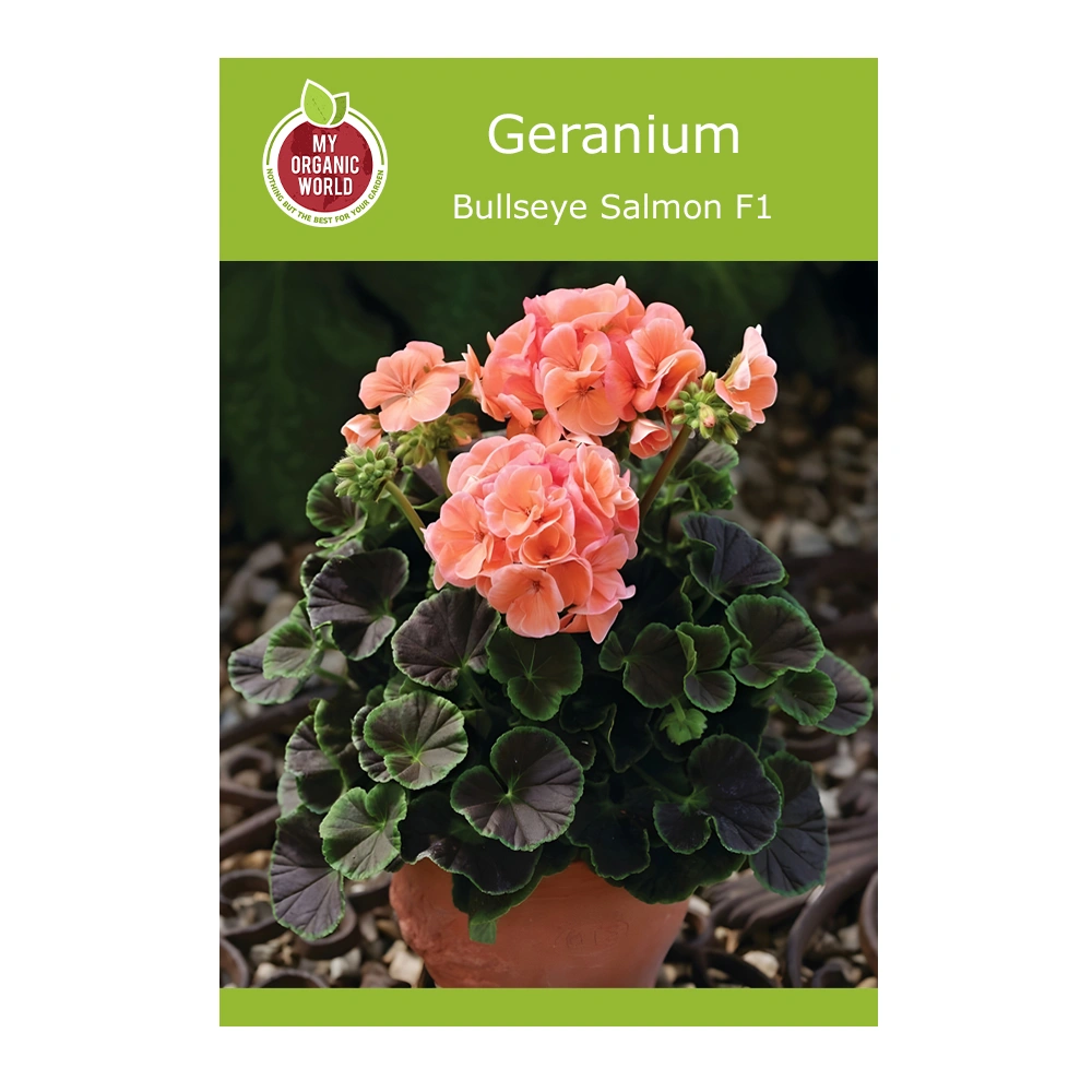 Geranium Bullseye Salmon F1 seeds