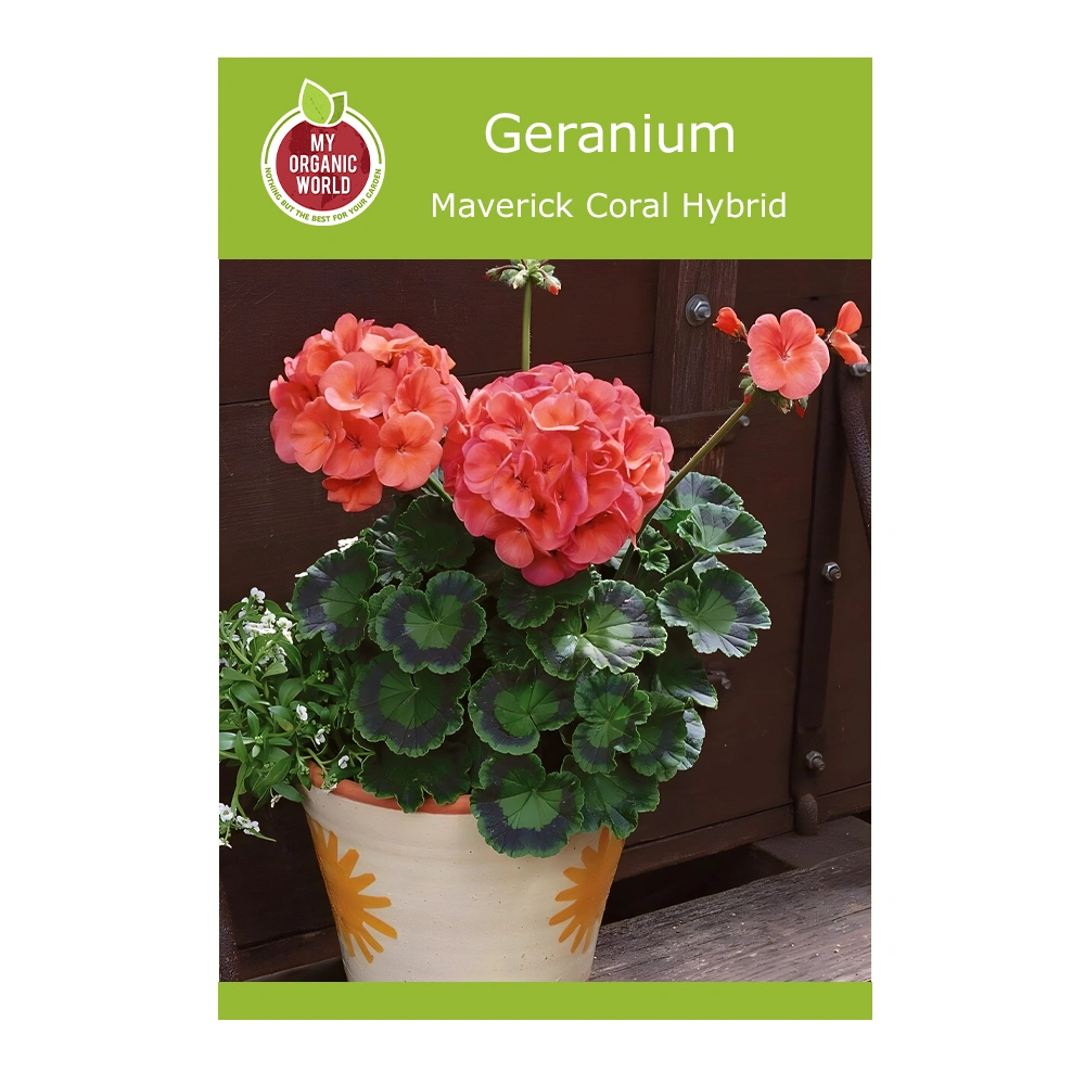 Geranium Maverick Coral Hybrid seeds