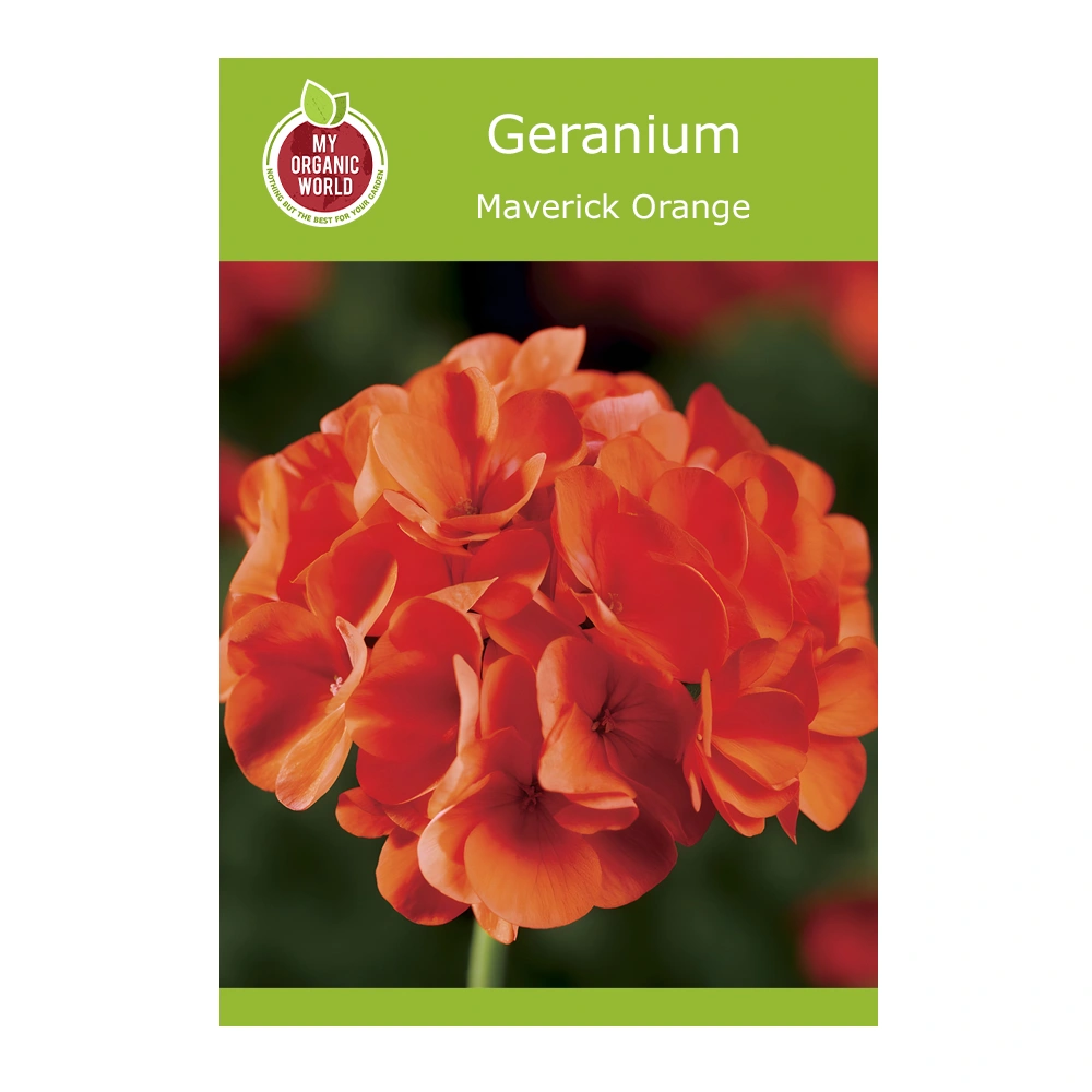 Geranium Maverick Orange seeds