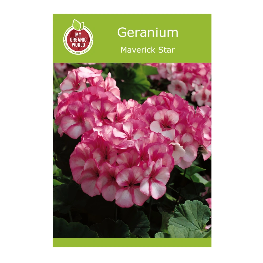 Geranium Maverick Star seeds