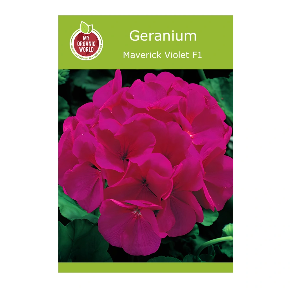 Geranium Maverick Violet F1 seeds