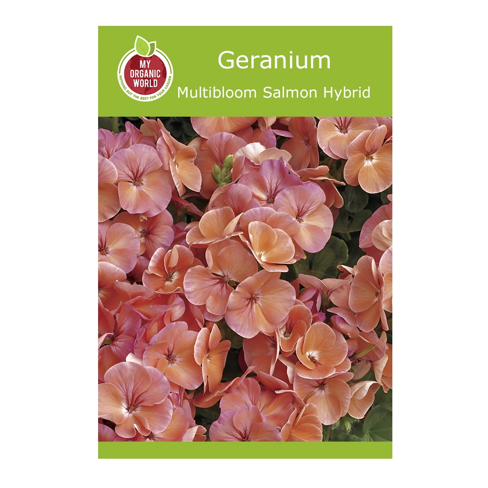 Geranium Multibloom Salmon Hybrid seeds