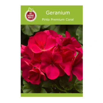 Geranium Pinto Premium Coral seeds