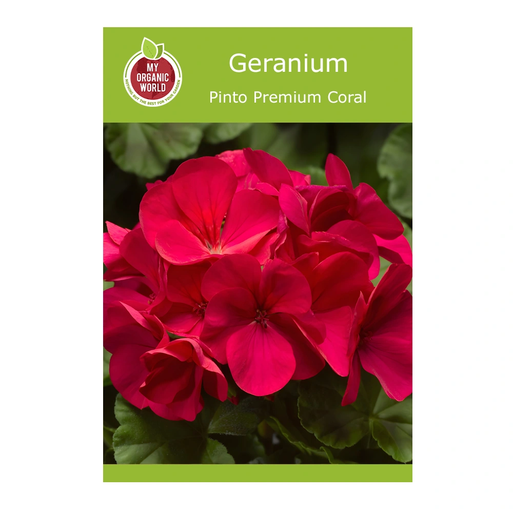 Geranium Pinto Premium Coral seeds