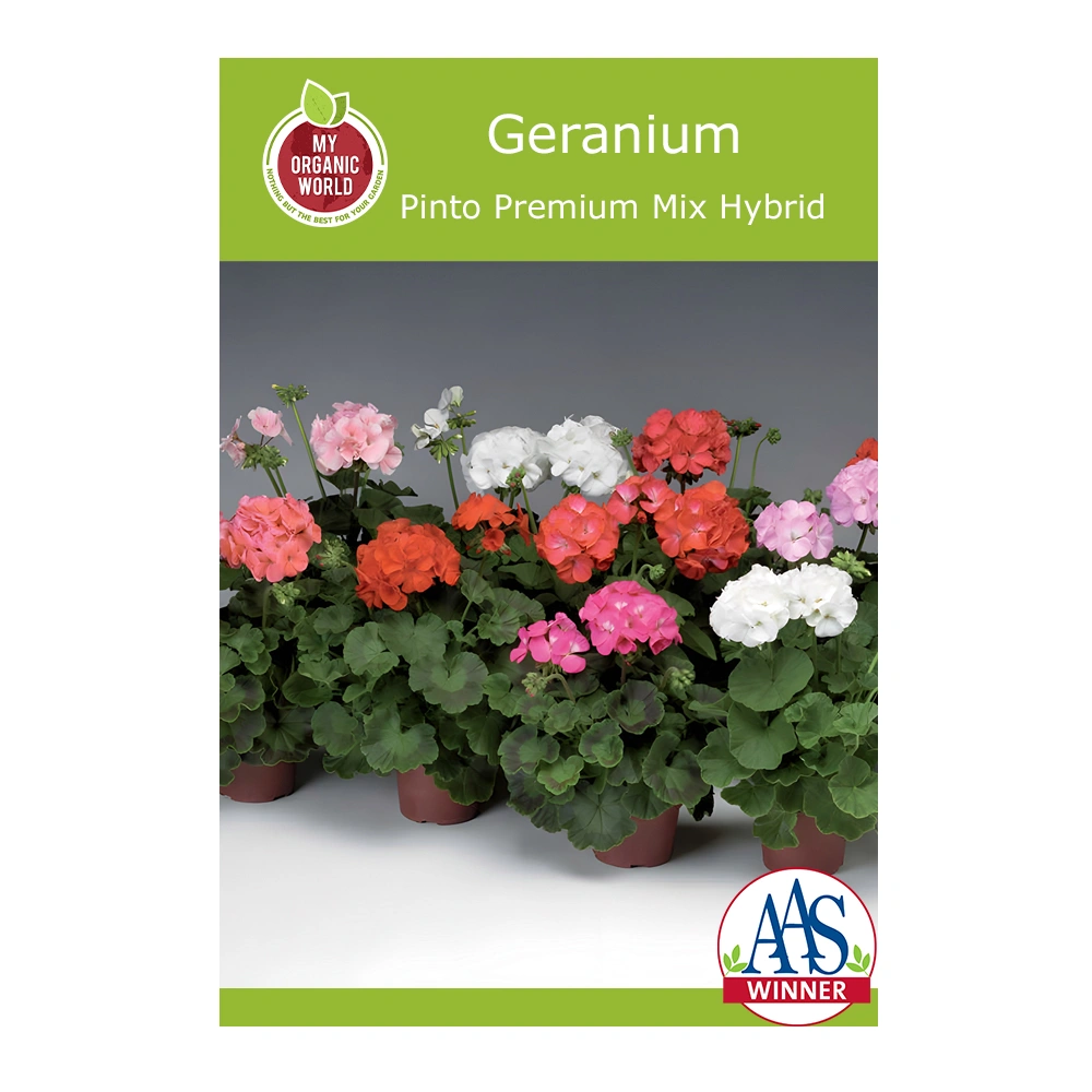 Geranium Pinto Premium Mix Hybrid 1 Geranium Pinto Premium Mix Hybrid seeds