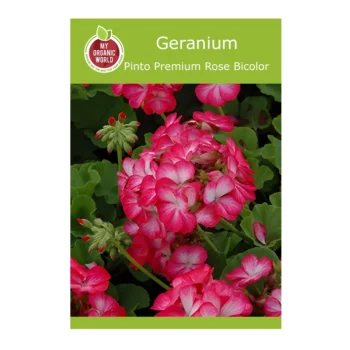 Geranium Pinto Premium Rose Bicolor seeds
