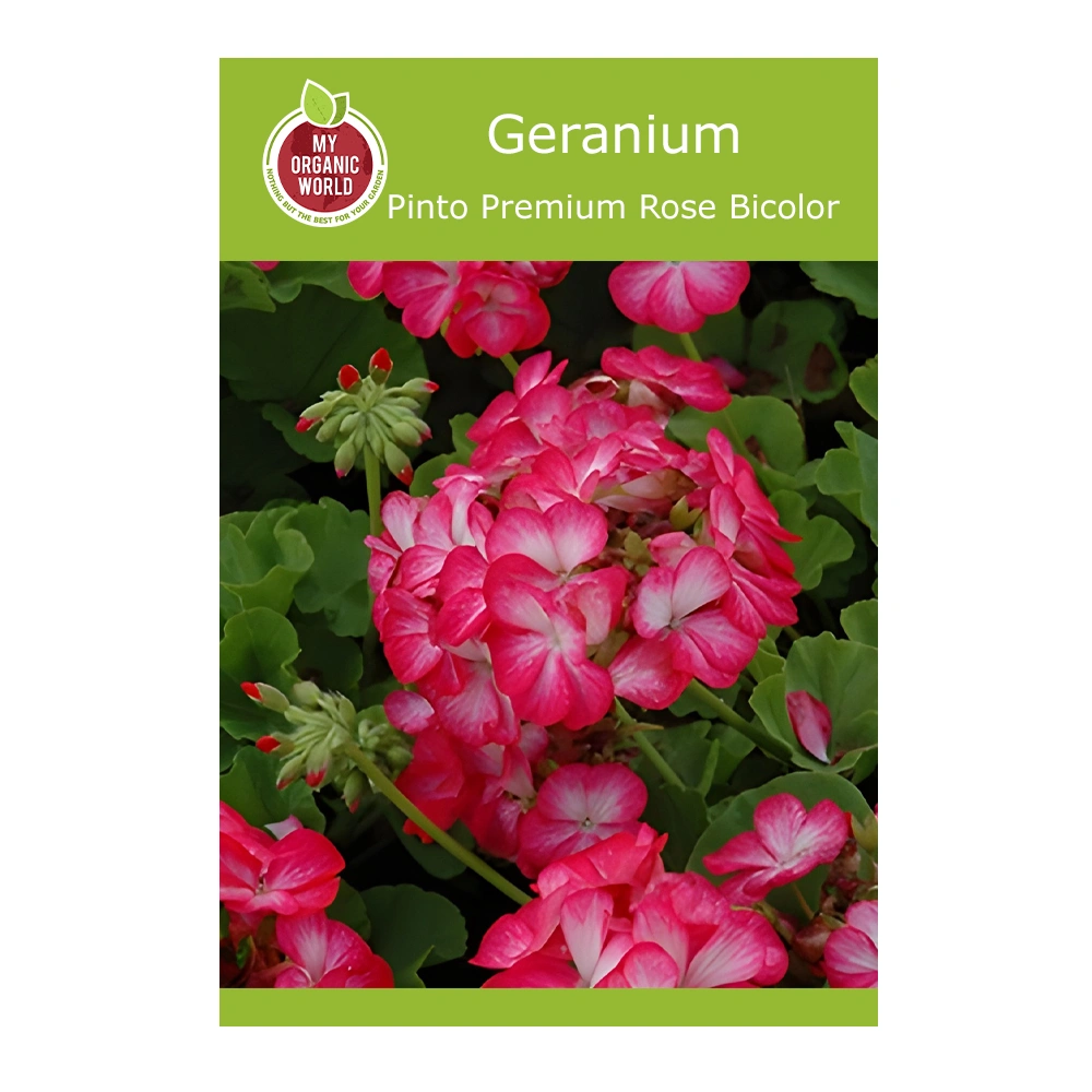 Geranium Pinto Premium Rose Bicolor 1 Geranium Pinto Premium Rose Bicolor seeds