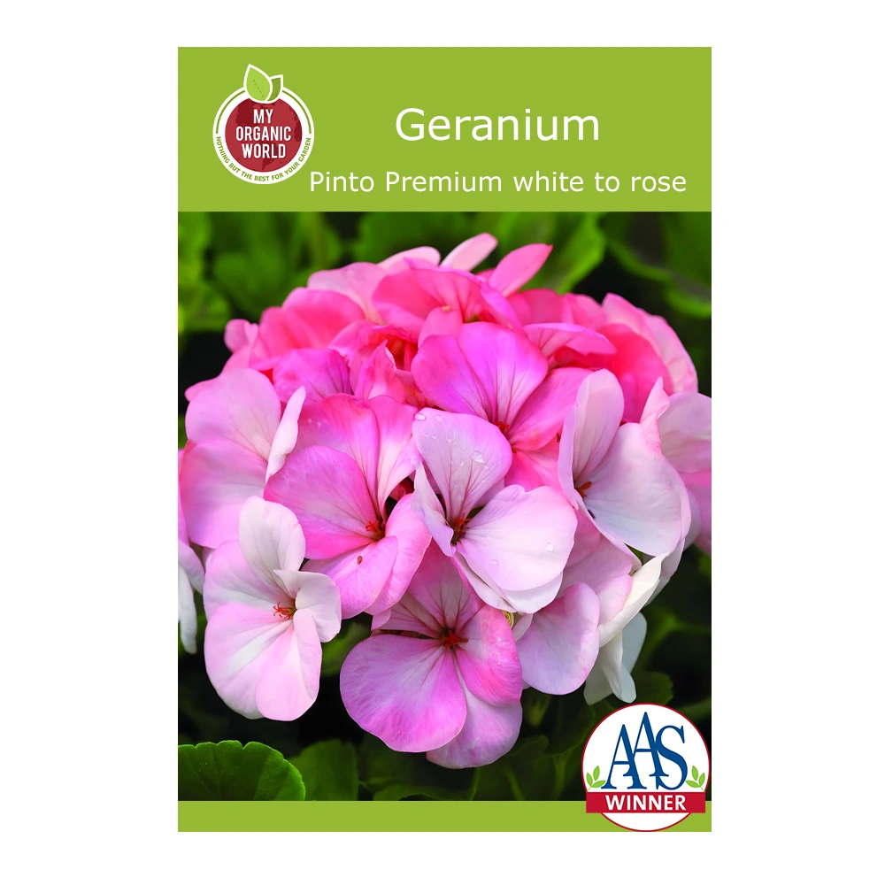 Geranium Pinto Premium white to rose 1 Geranium Pinto Premium white to rose seeds