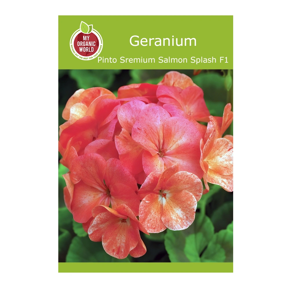 Geranium pinto premium salmon splash F1 seeds