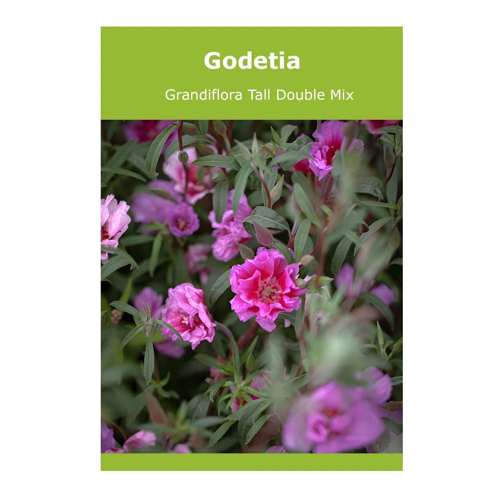 Godetia Grandiflora Tall Double Mix