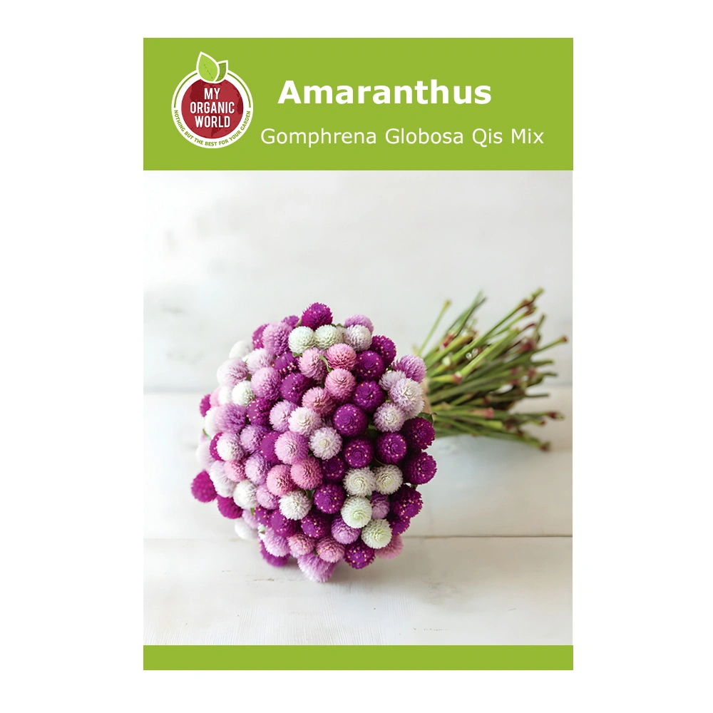 Gomphrena Globosa Qis Mix 1 Gomphrena Globosa Qis Mix seeds