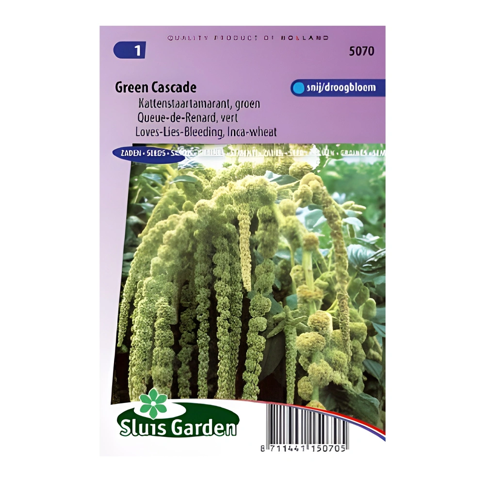 Green Cascade love-lies-bleeding 1 Green Cascade love-lies-bleeding