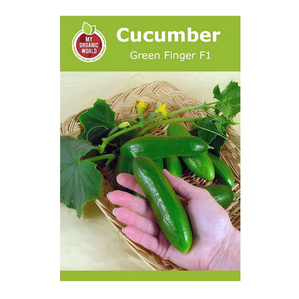 خيار Green Finger F1 1 بذور خيار Green Finger F1