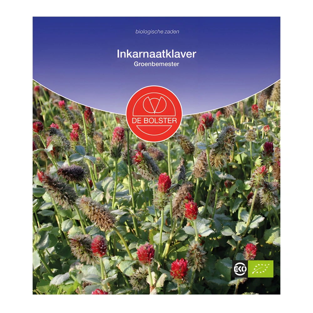 Green Manure Incarnate Clover 1 Green Manure Incarnate Clover