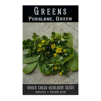 Green Purslane