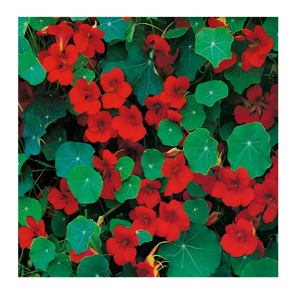 Heirloom Nasturtium Empress of India