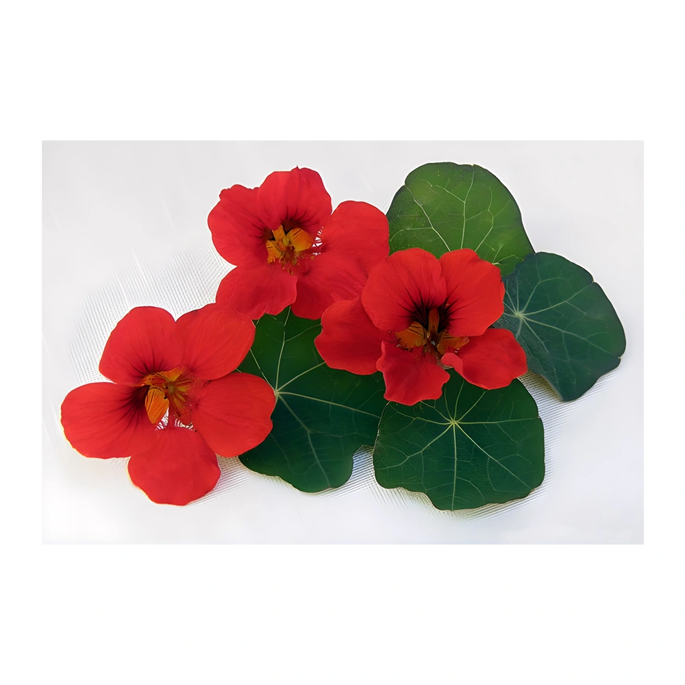 Heirloom Nasturtium Empress of India