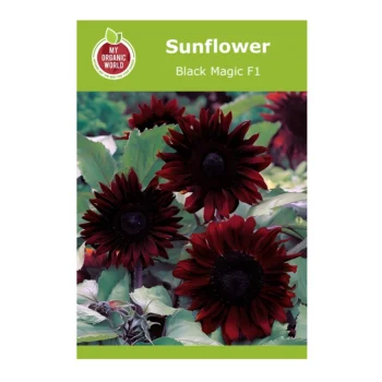 Helianthus Black Magic F1 Sunflower