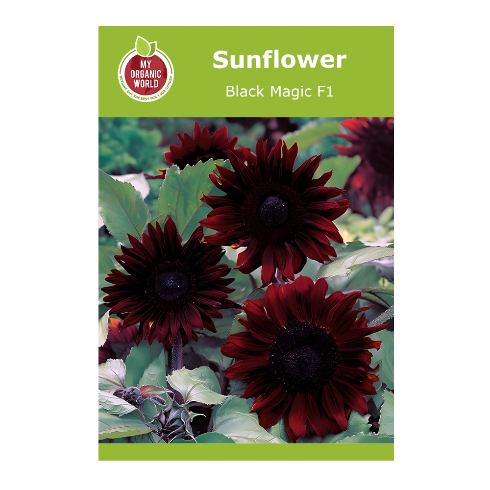 Helianthus Black Magic F1 Sunflower 1 Helianthus Black Magic F1 Sunflower