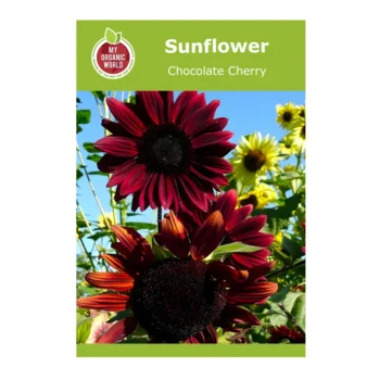 Helianthus Chocolate Cherry sunflower