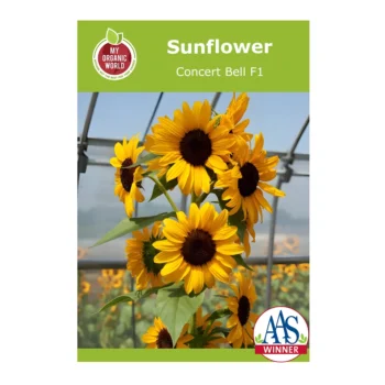 Helianthus Concert Bell F1 Sunflower