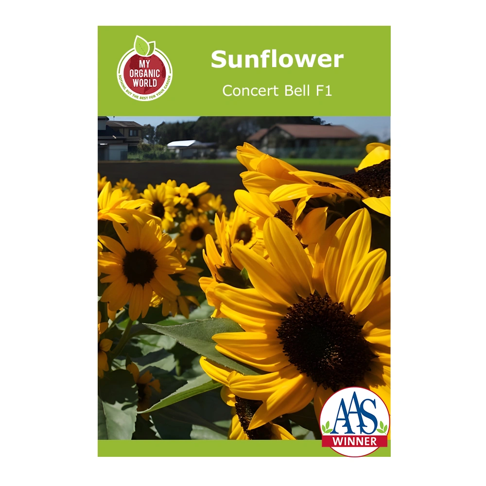 Helianthus Concert Bell F1 Sunflower