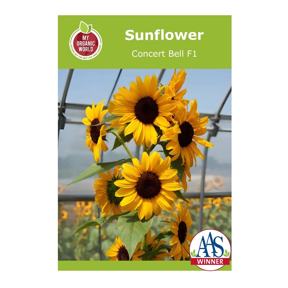 Helianthus Concert Bell F1 Sunflower 1 Helianthus Concert Bell F1 Sunflower