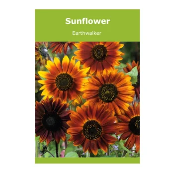 Helianthus Earthwalker Sunflower