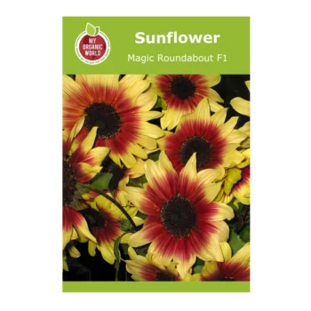 Helianthus Magic Roundabout F1 sunflower