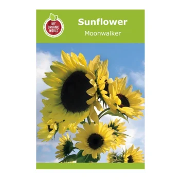 Helianthus Moonwalker Sunflower