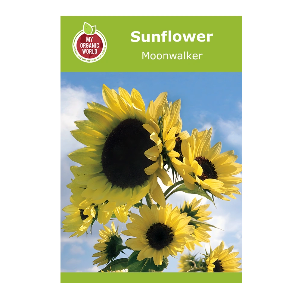 Helianthus Moonwalker Sunflower